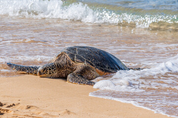 Green Sea Turtle basks on beach near ocean  - 773660413