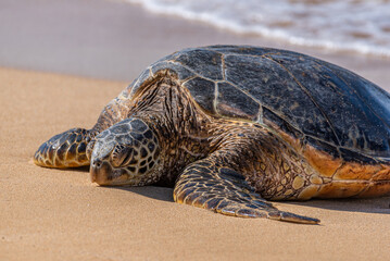 Green sea turtle basking in sun on tropical beach - 773660417