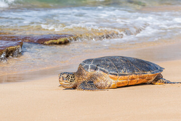 Green sea turtle slowly crawling toward ocean from sandy beach