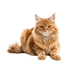 Obraz premium A cute ginger cat sitting on the floor against a white background in a full body shot