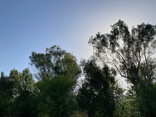 trees and sky