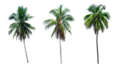 Coconut palm tree isolated on white background. - obrazy, fototapety, plakaty