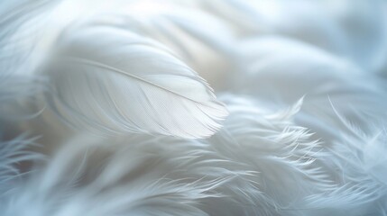 A detailed view of a single white feather resting on a soft blue background