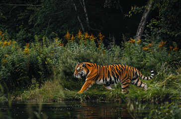 Fototapeta na wymiar A Siberian tiger is walking in the river