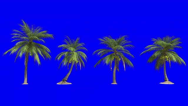 Looping coconut palm tree 3d animation rendering on blue screen background . Palm tree blowing in the wind,