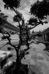 Obraz premium tample garden