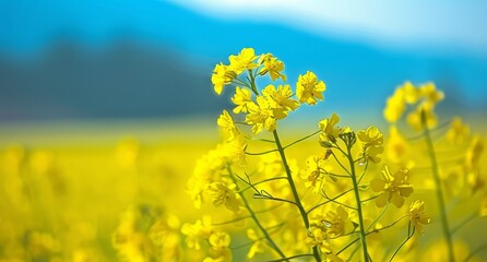 Obraz premium A field of yellow flowers with a blue sky in the background