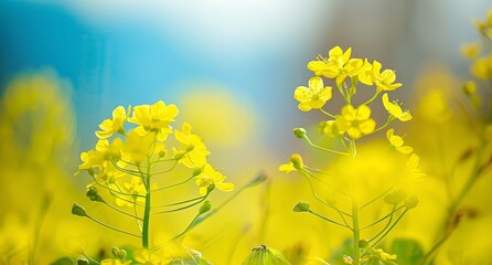 Obraz premium A field of yellow flowers with a blue sky in the background