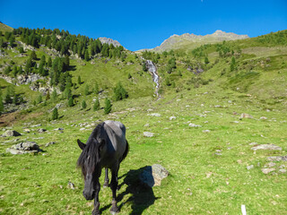 Horses grazing on alpine meadow with scenic view of idyllic waterfall and majestic mountain peak of...