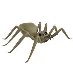 Spider isolated on white background