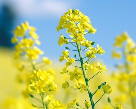 A yellow flower stands tall in a field of yellow flowers