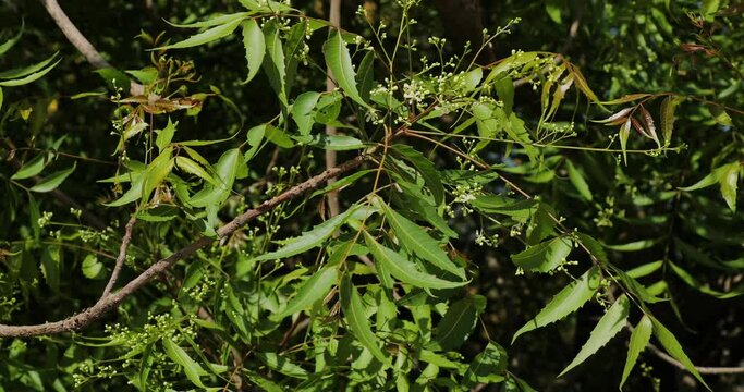 Neem tree flowers and leaves in garden. Azadirachta indica. Nimtree. Indian lilac. Margosa.