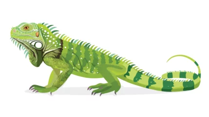 Foto op Canvas Green iguana on white background illustration flat © visual