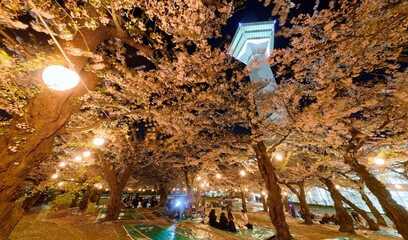 In Sakura Hanami festival, a popular leisure activity in spring, people have a picnic and admire beautiful cherry blossoms under Sakura trees in a pleasant evening, in a public park, Goryōkaku, Hakoda