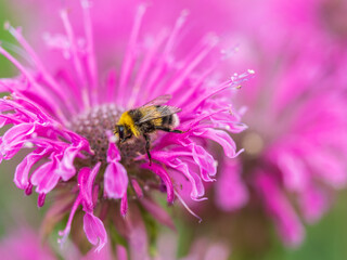 Bumblebee collecting nectar from monarda flower macro photography on a summer day.