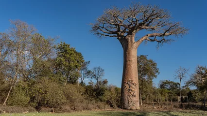 Fototapeten A beautiful tall baobab grows in the forest. A thick trunk and a bizarre compact crown against a blue sky background. Green grass in the meadow. Madagascar. Morondava. © Вера 