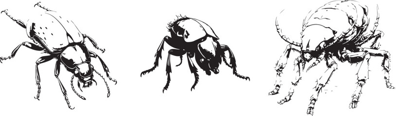 Black and white sketch of insect 