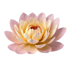 a yellow flower with a pink center and the yellow petals.