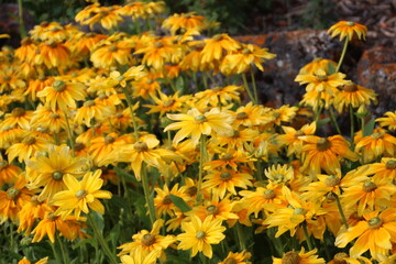 yellow flowers in the garden