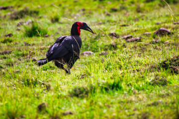 Southern Ground Hornbill in Maasai Mara, Kenya, Africa