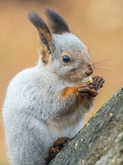 The squirrel with nut sits on tree in the autumn. Eurasian red squirrel, Sciurus vulgaris.