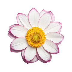 a flower with a yellow center and the yellow center.