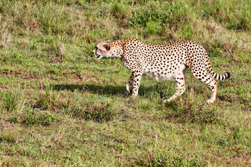 A lone female Cheetah looks out for game in Maasai Mara, Kenya, Africa