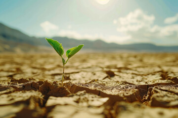 A small green plant is growing in a desert