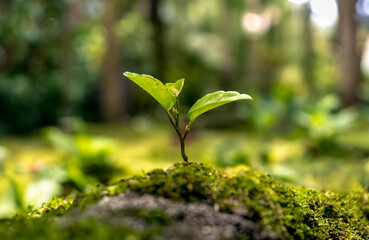 A scene of nature's cycle, with green leaves on the ground and a lone one on a branch, showcasing growth and new life