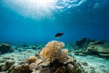 Coral Reef and Sea: Snorkeling in Crystal Waters, Underwater Aquarium Scene with Fish Swimming in the Sea