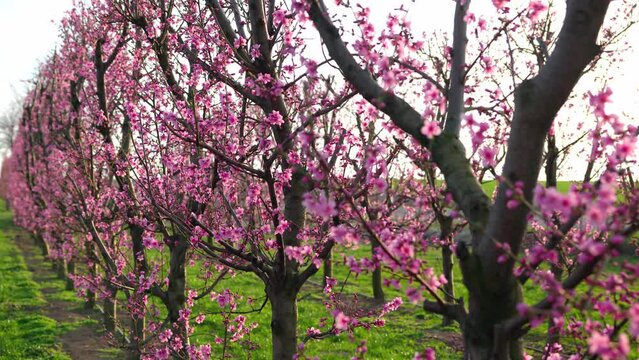 Rows Of Apricot Trees With Pink Blossoms In Orchard. closeup shot