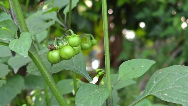 Solanum nigrum, the European black nightshade or simply black nightshade or blackberry nightshade,is a species of flowering plant in the family Solanaceae, native to Eurasia and introduced in Americas