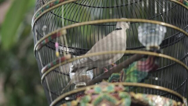 view of a dove in a hanging cage. a cage hung with doves