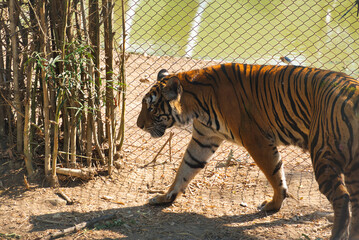 サファリパークのトラ　カンチャナブリー・タイ　　Tiger at Safari Park in...