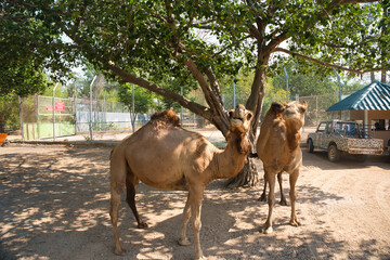 ラクダの餌やり　サファリパーク　カンチャナブリー・タイ　Safari Park at...