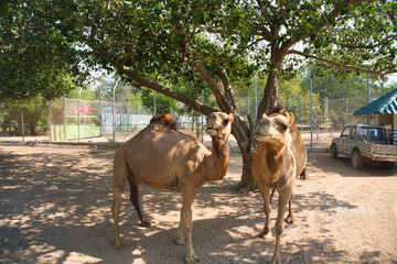 ラクダの餌やり　サファリパーク　カンチャナブリー・タイ　Safari Park at...