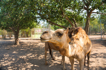 ラクダの餌やり　サファリパーク　カンチャナブリー・タイ　Safari Park at...