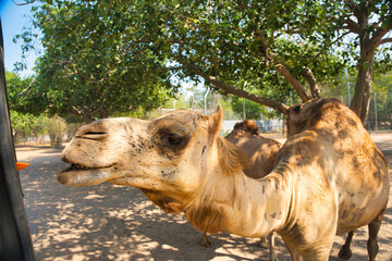 ラクダの餌やり　サファリパーク　カンチャナブリー・タイ　Safari Park at...