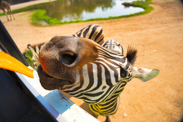 シマウマの餌やり　サファリパーク　カンチャナブリー・タイ　Safari Park...