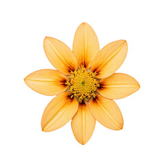 yellow flower on a transparent background