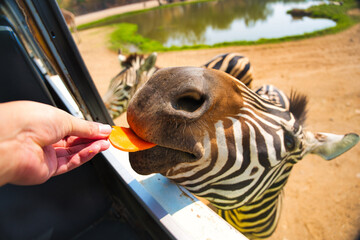 シマウマの餌やり　サファリパーク　カンチャナブリー・タイ　Safari Park...