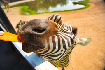 シマウマの餌やり　サファリパーク　カンチャナブリー・タイ　Safari Park...