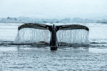A Humpback whale fluke in Antarctica  © Thomas