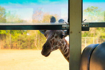 キリンの餌やり　サファリパーク　カンチャナブリー・タイ　Safari Park at...