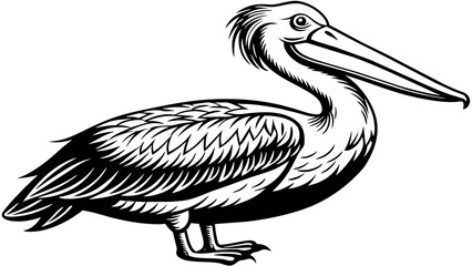 American pelican and svg file