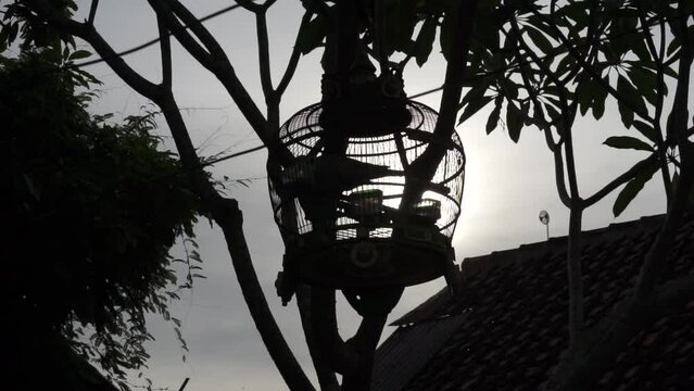 silhouette of a bird cage hanging from a tree