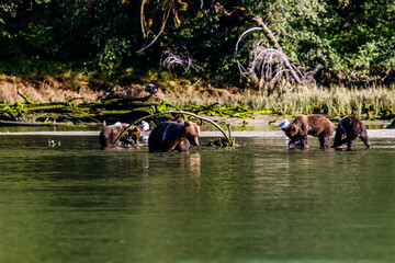 Grizzly Bear cubs playing in a salmon spawning river in the Great Bear Rainforest, Canada © Thomas