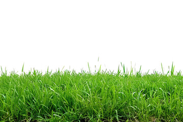 Fototapeta premium Natural grass on transparent background