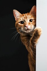 Playful Orange Tabby Cat Peeking Around the Corner on a Dark Background