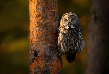 Great grey owl ( Strix nebulosa ) close up